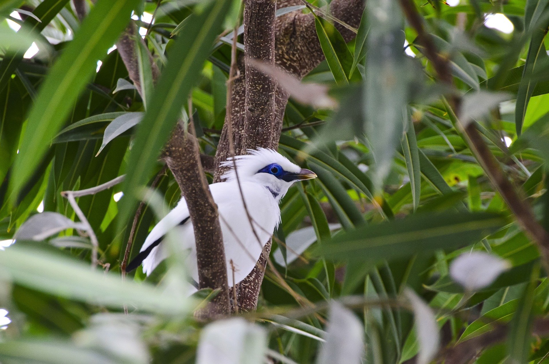 bali-starling- 1974928_192036ec8.jpg