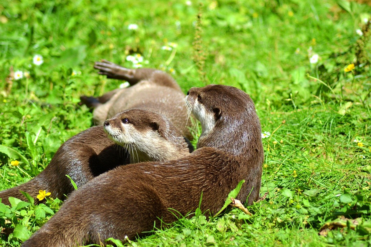 otter-1657142_128084e85.jpg