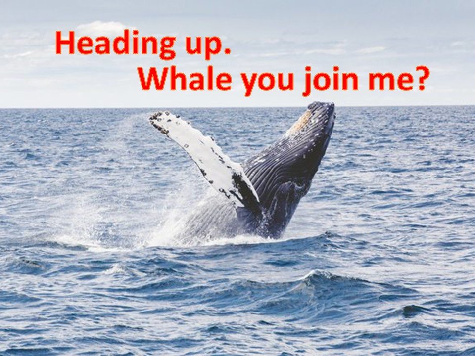 WhaleYouJoinMeee545.jpg