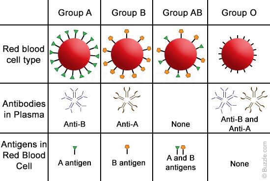 what is your blood group steemit blood group chart