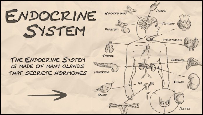 Endocrine System — Steemkr