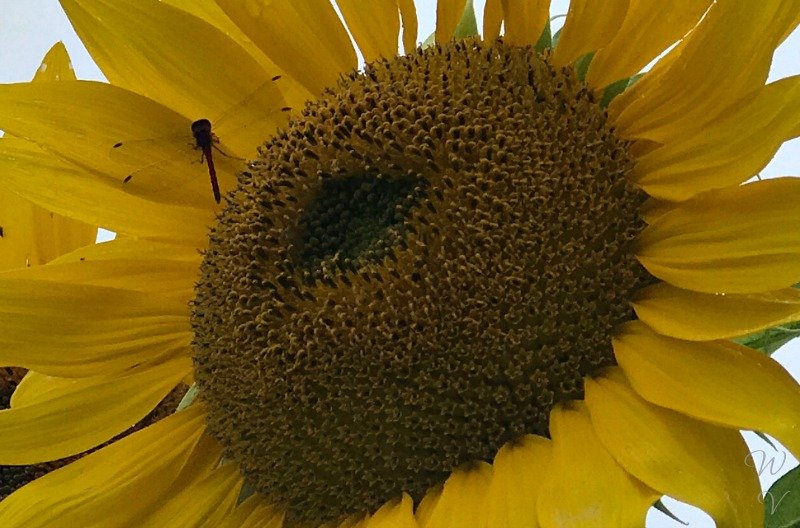 Sunflowers Everywhere! What to do when you see a Sunflower field — Steemit