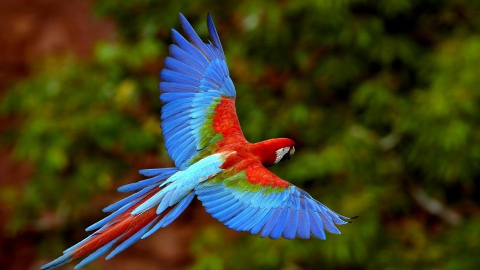 Most Beautiful Birds in The World — Steemkr