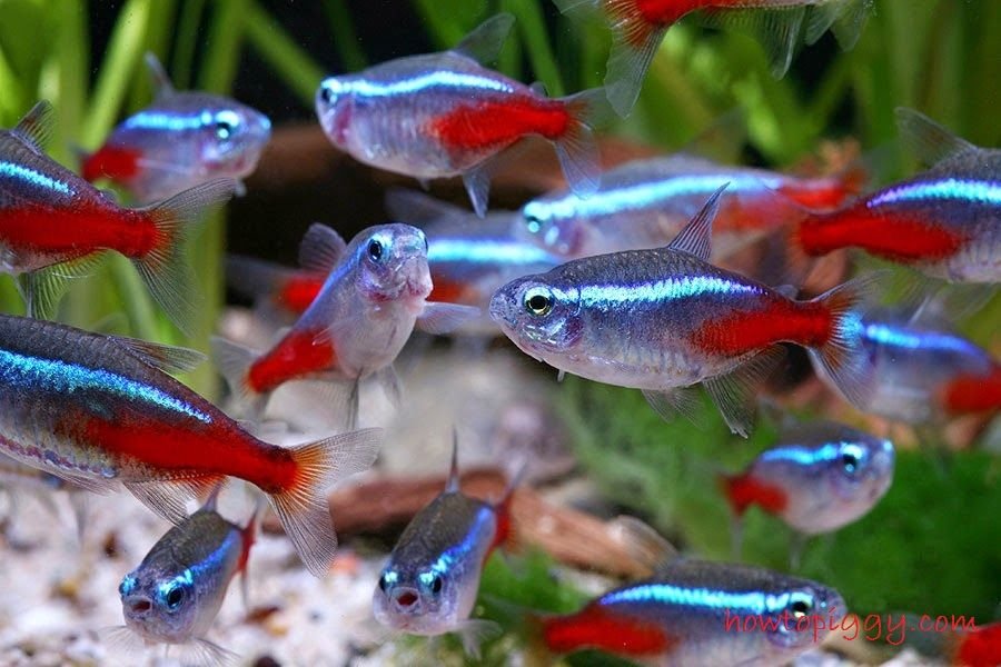 Cara Memelihara Dan Merawat Ikan Neon Tetra Steempeak