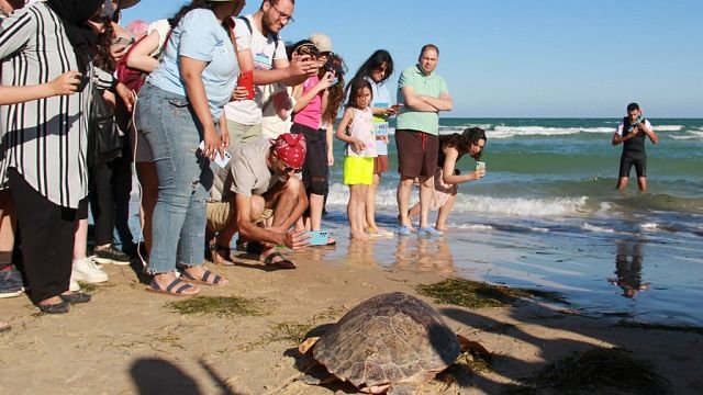 Tunisia: Endangered sea turtles get second life