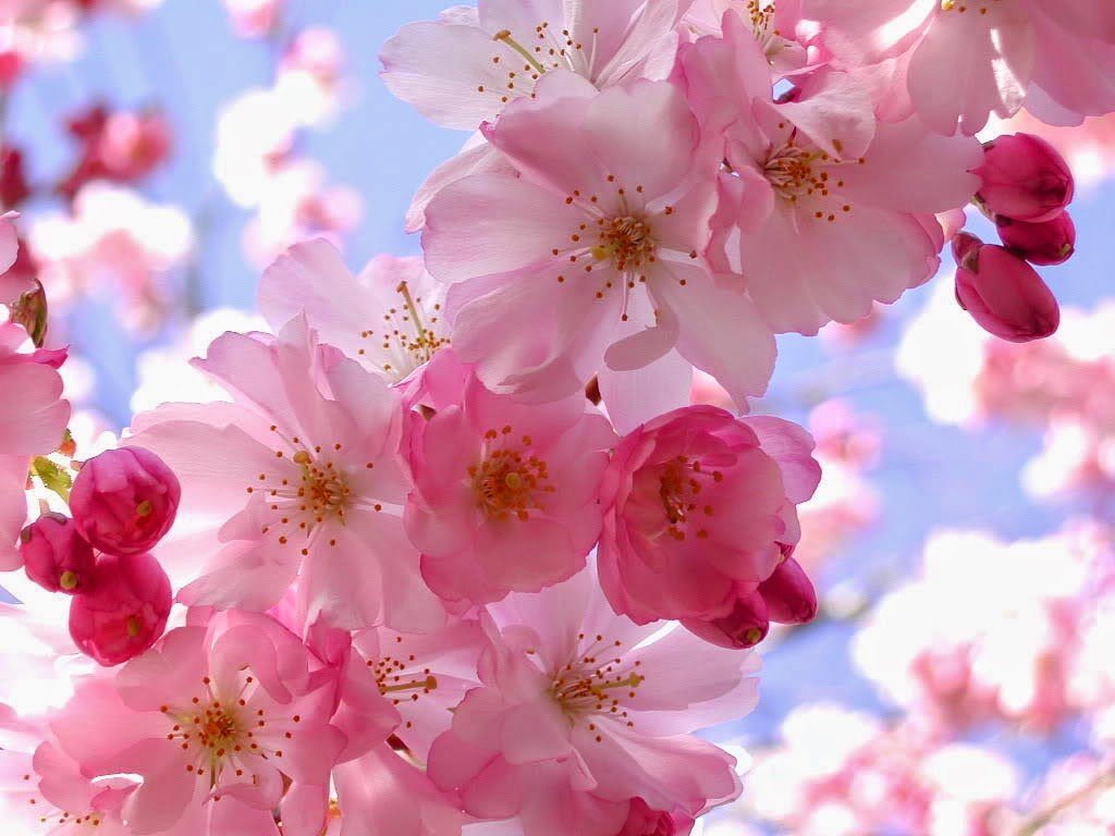 Gambar Wallpaper Bunga Sakura Bergerak Gudang Wallpaper