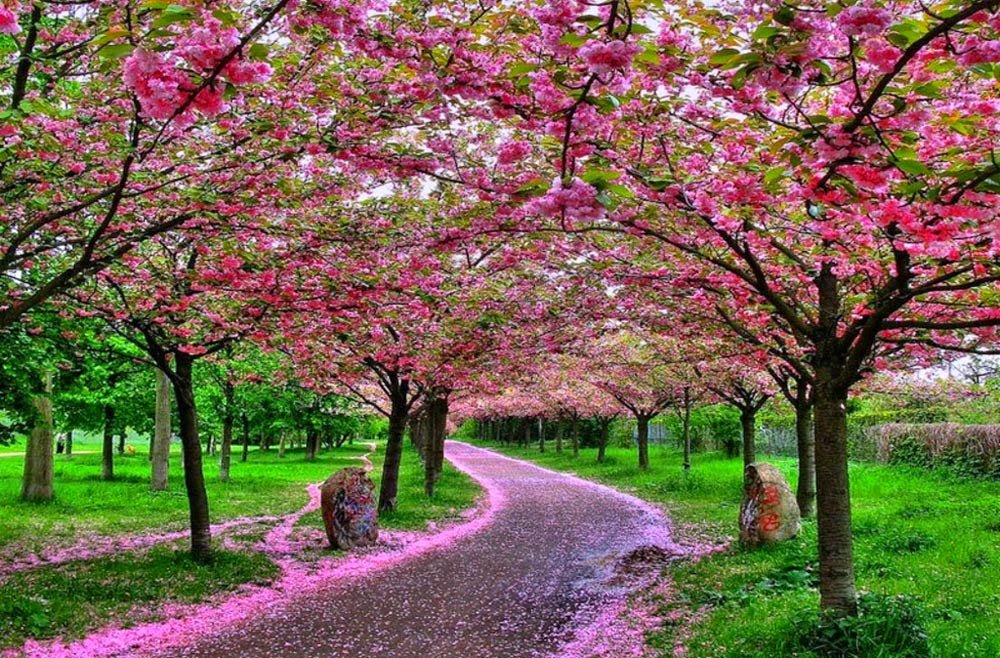 The beauty of Sakura  Flowers  Steemit