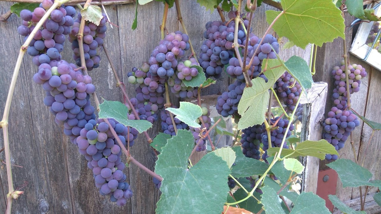 How To Grow Grapes In Your Backyard Steemit