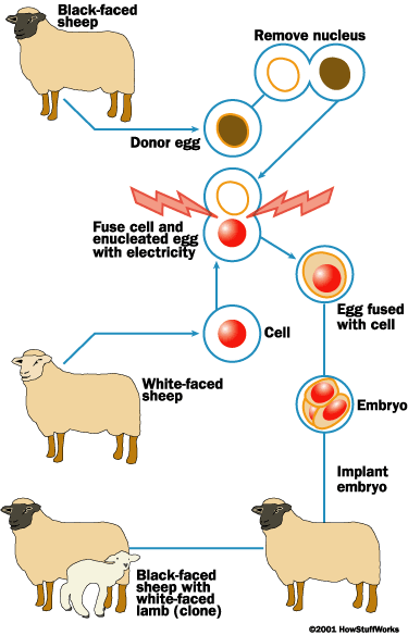 Ilustrasi kloning Dolly. @science.howstuffworks.com