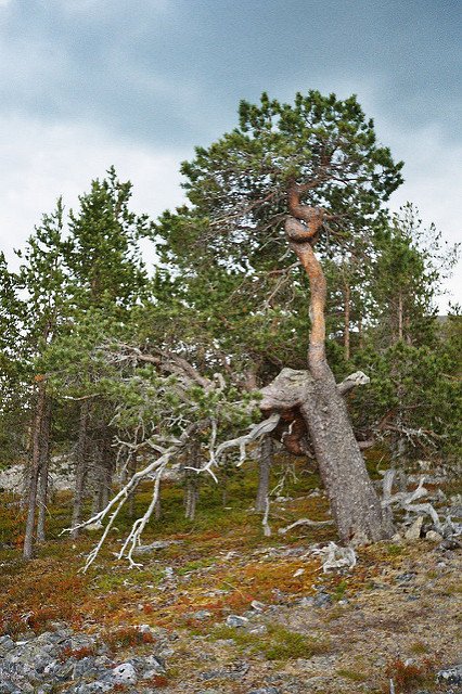 toinen käppyrä