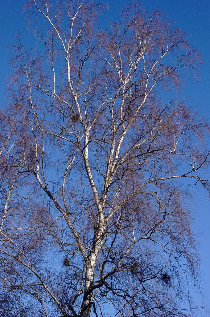 Witches' broom