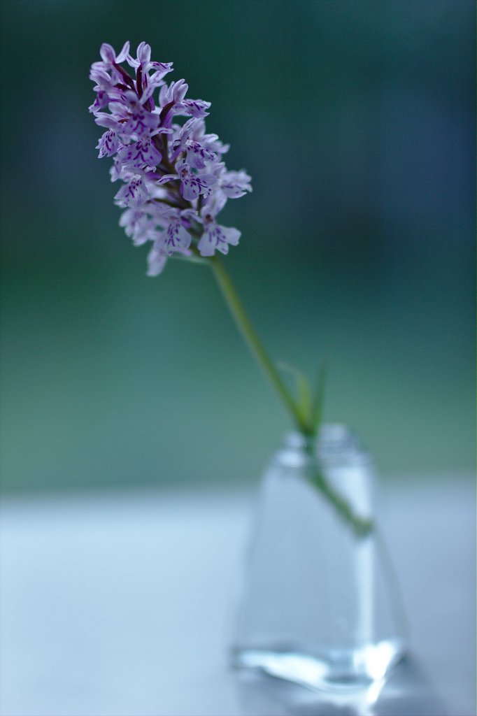 Maariankämmekkä, Dactylorhiza maculata