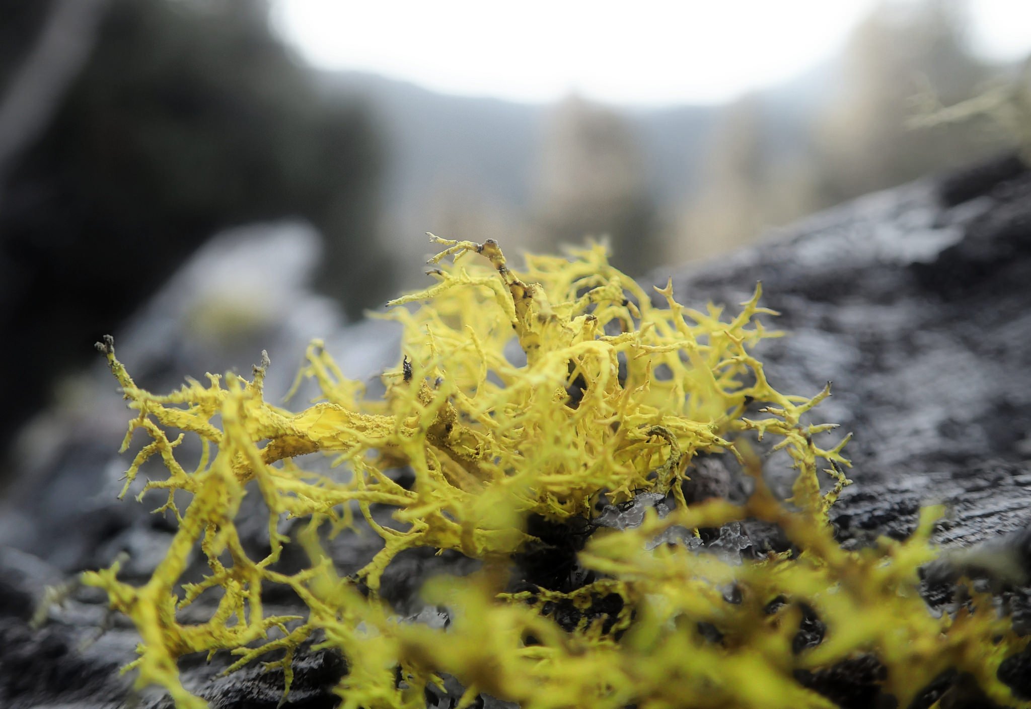 wolf lichen