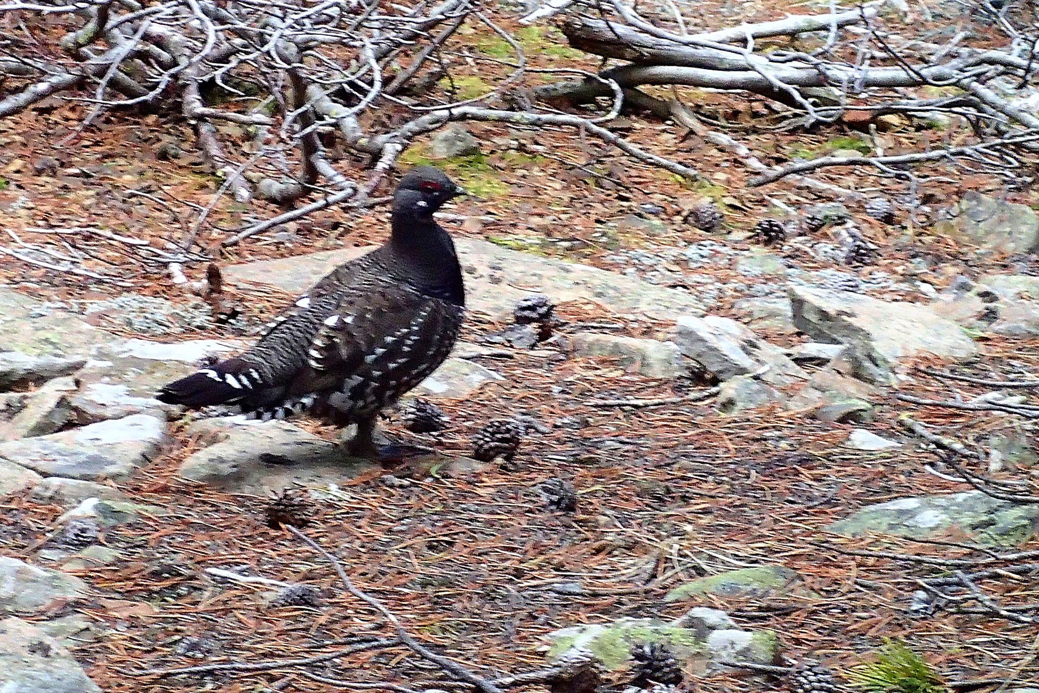 Grouse