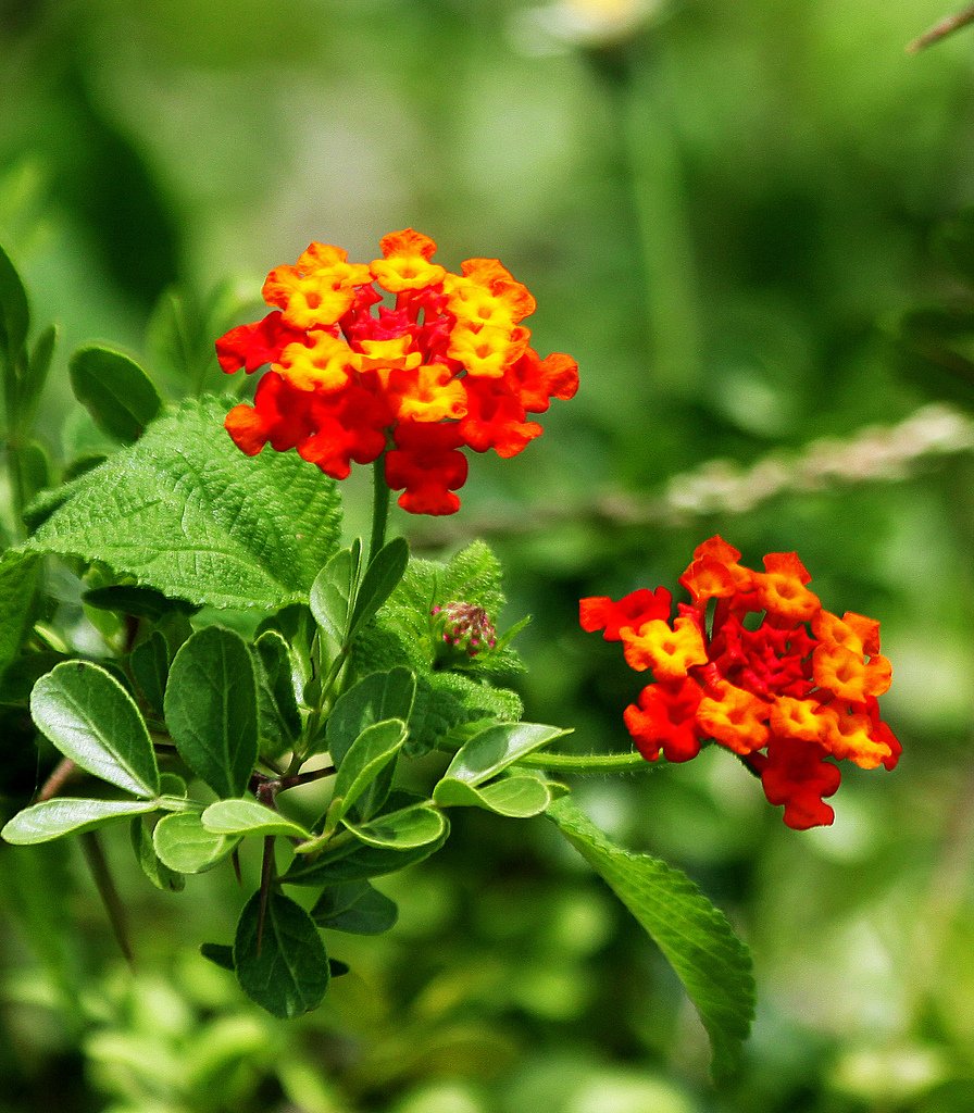 Benefits of lantana camara plant for health — Steemit