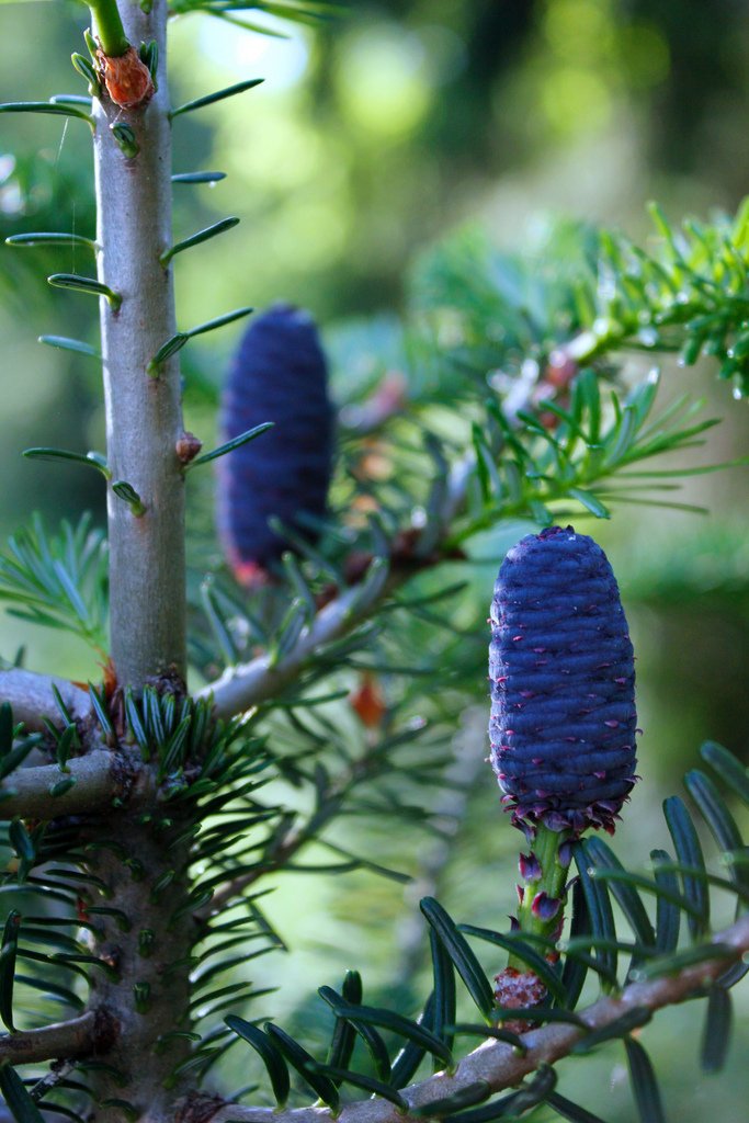 blue cones