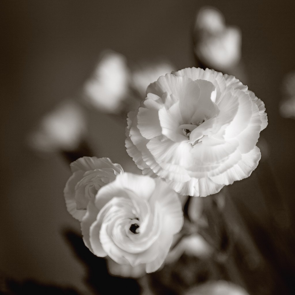 Cream White Carnation