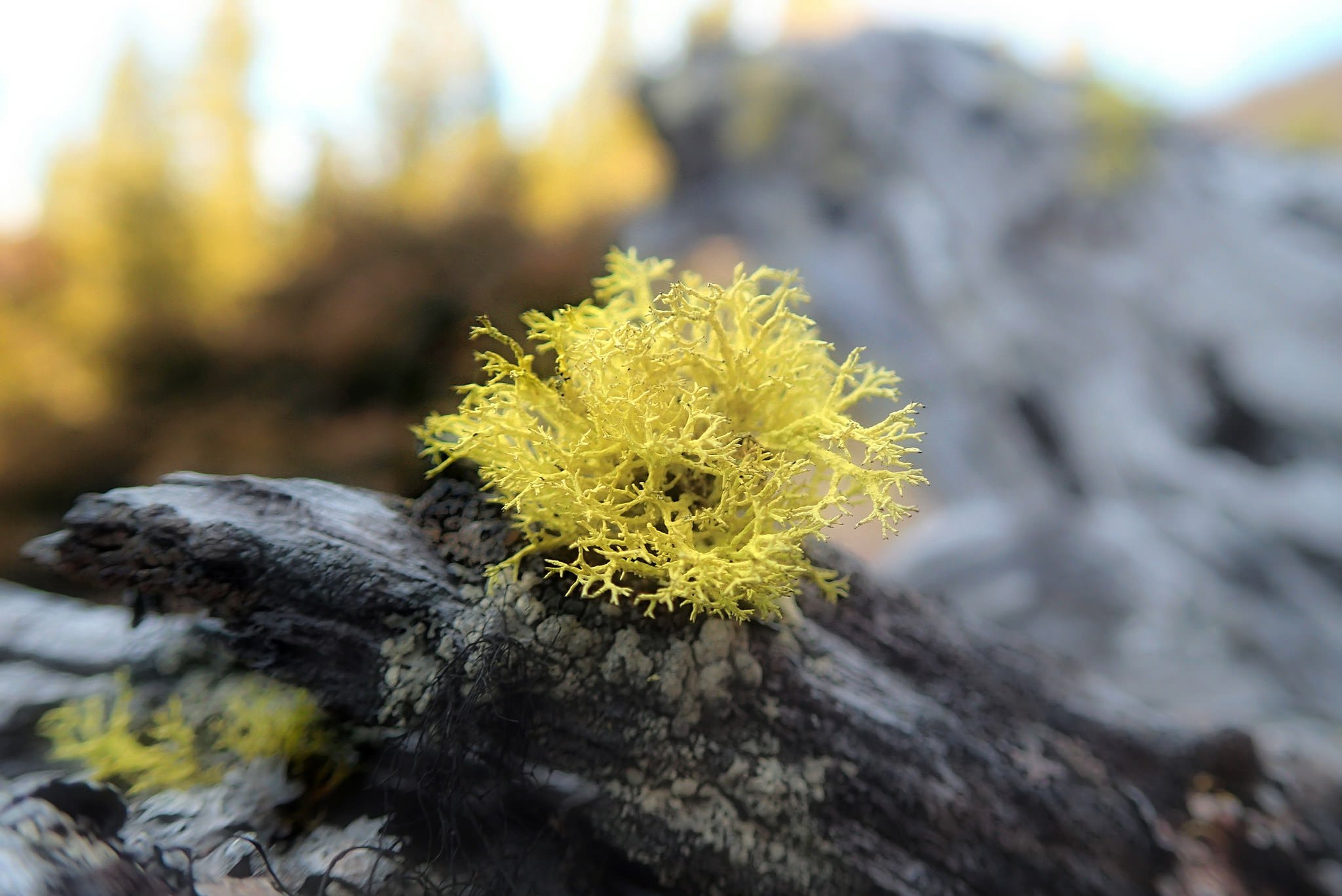 wolf lichen