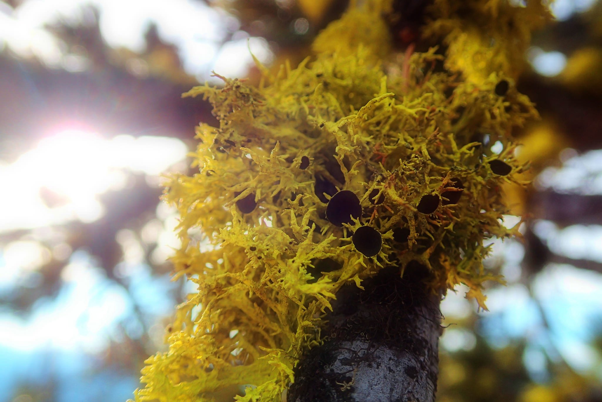 wolf lichen