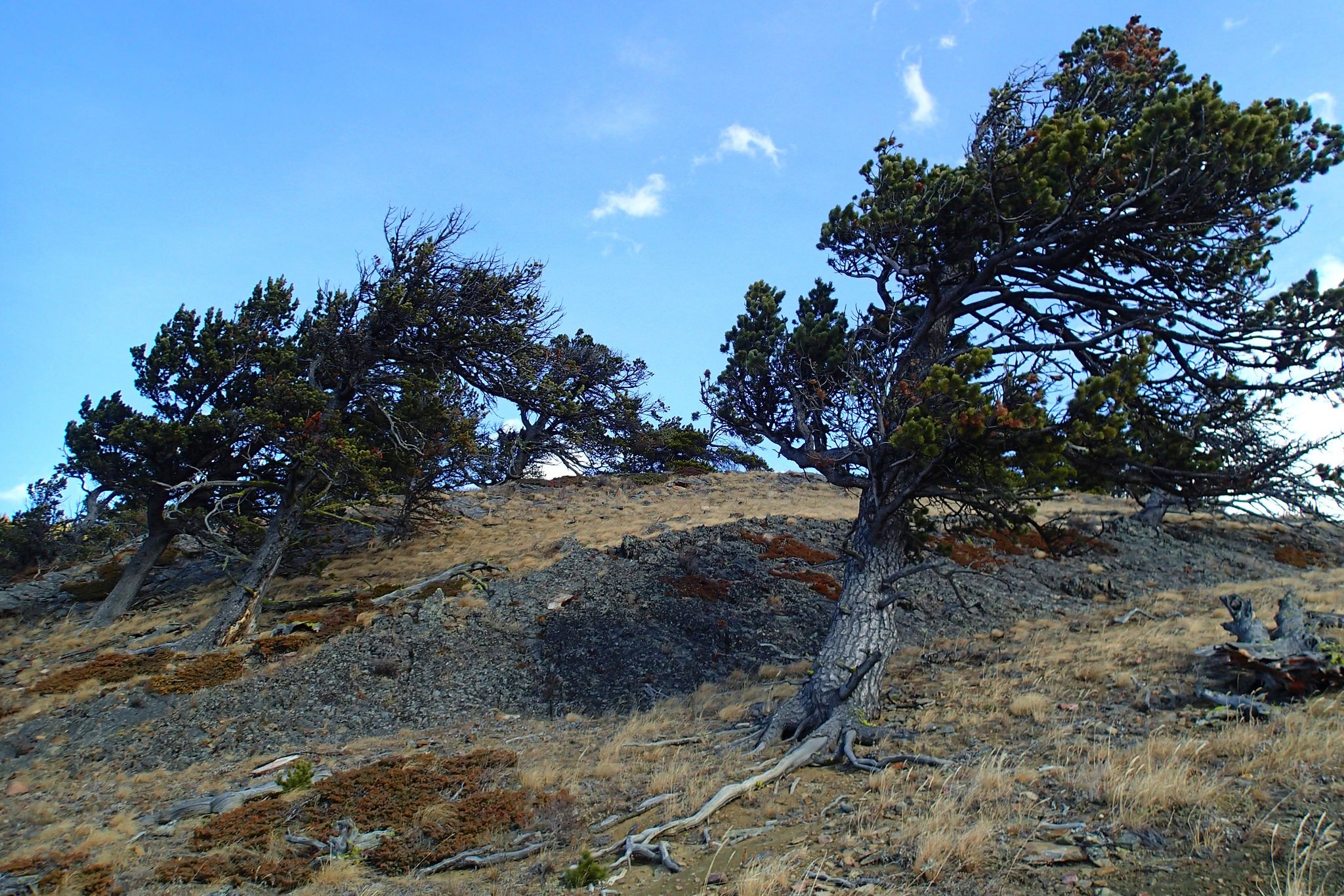 wind blown trees