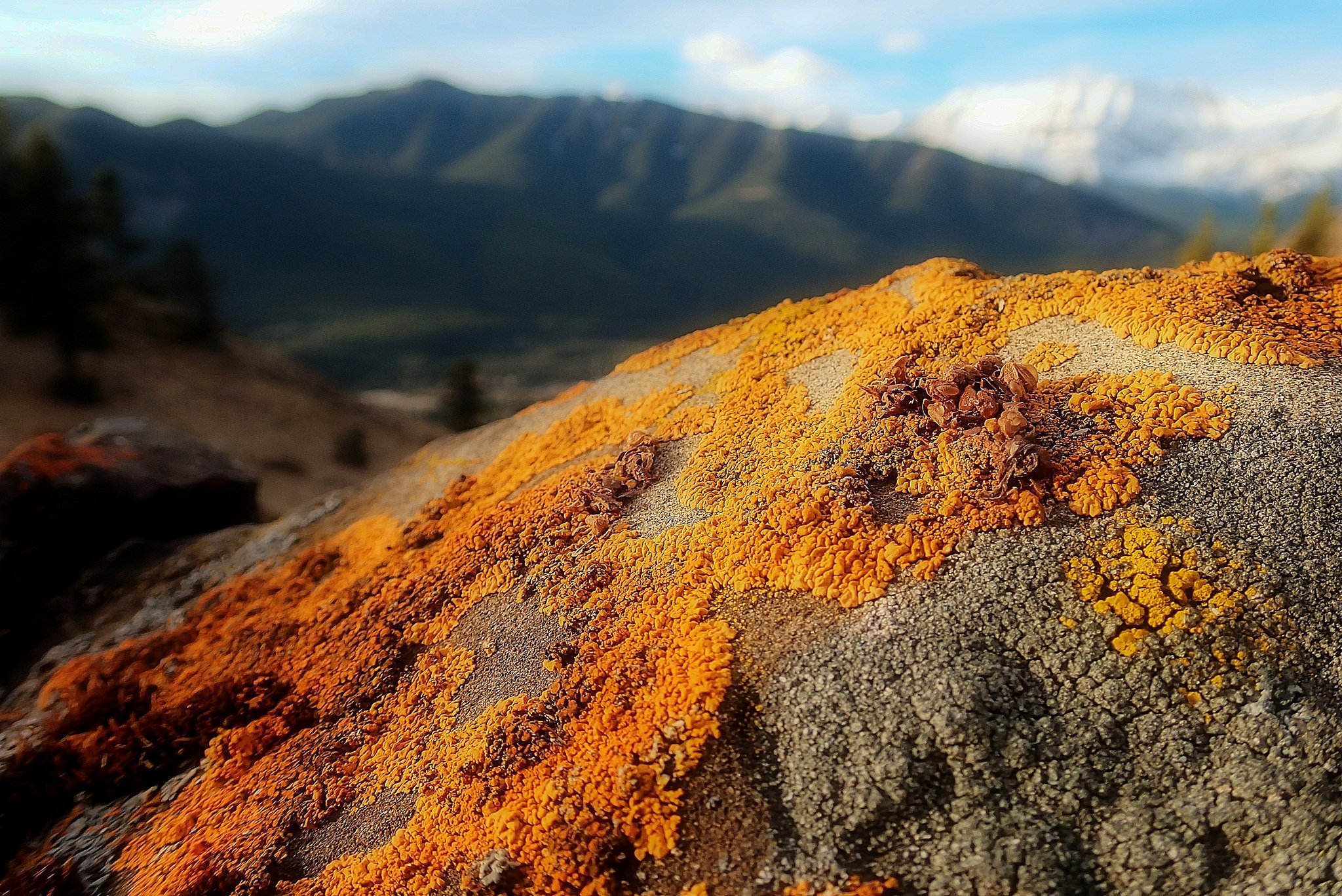 wolf lichen