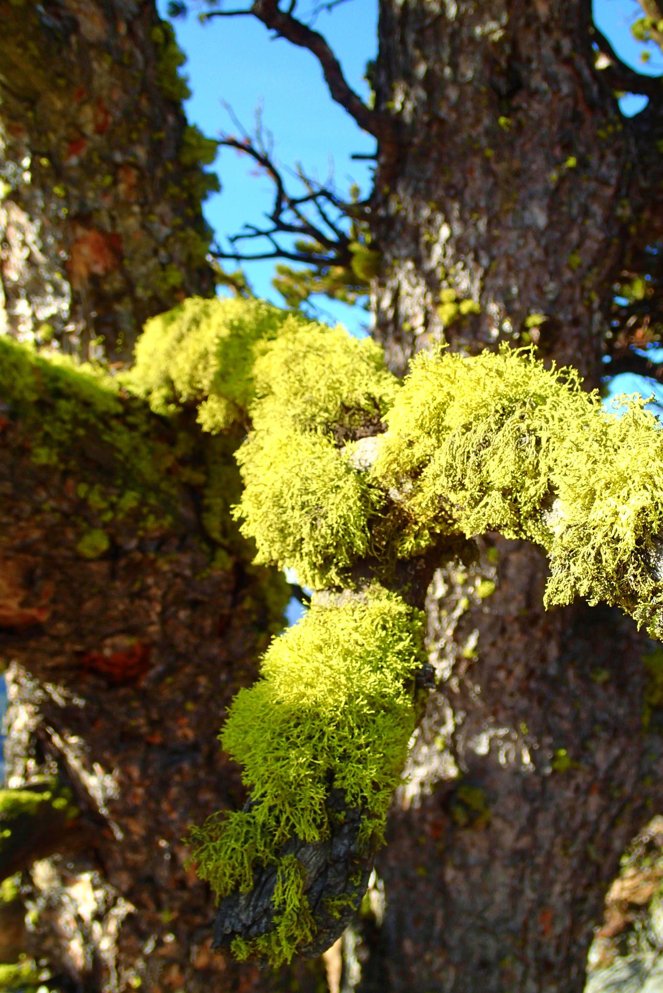 wolf lichen