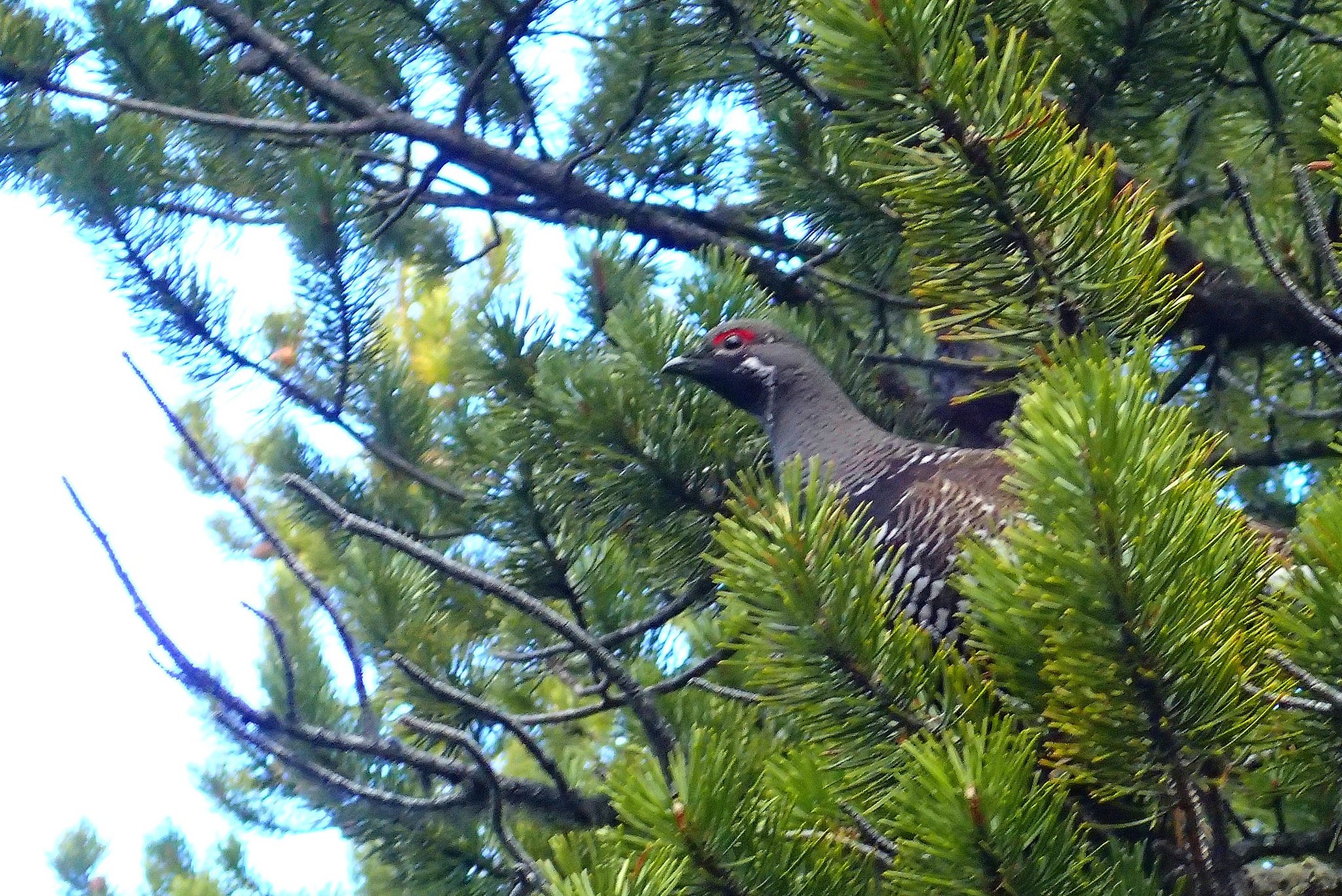 Grouse