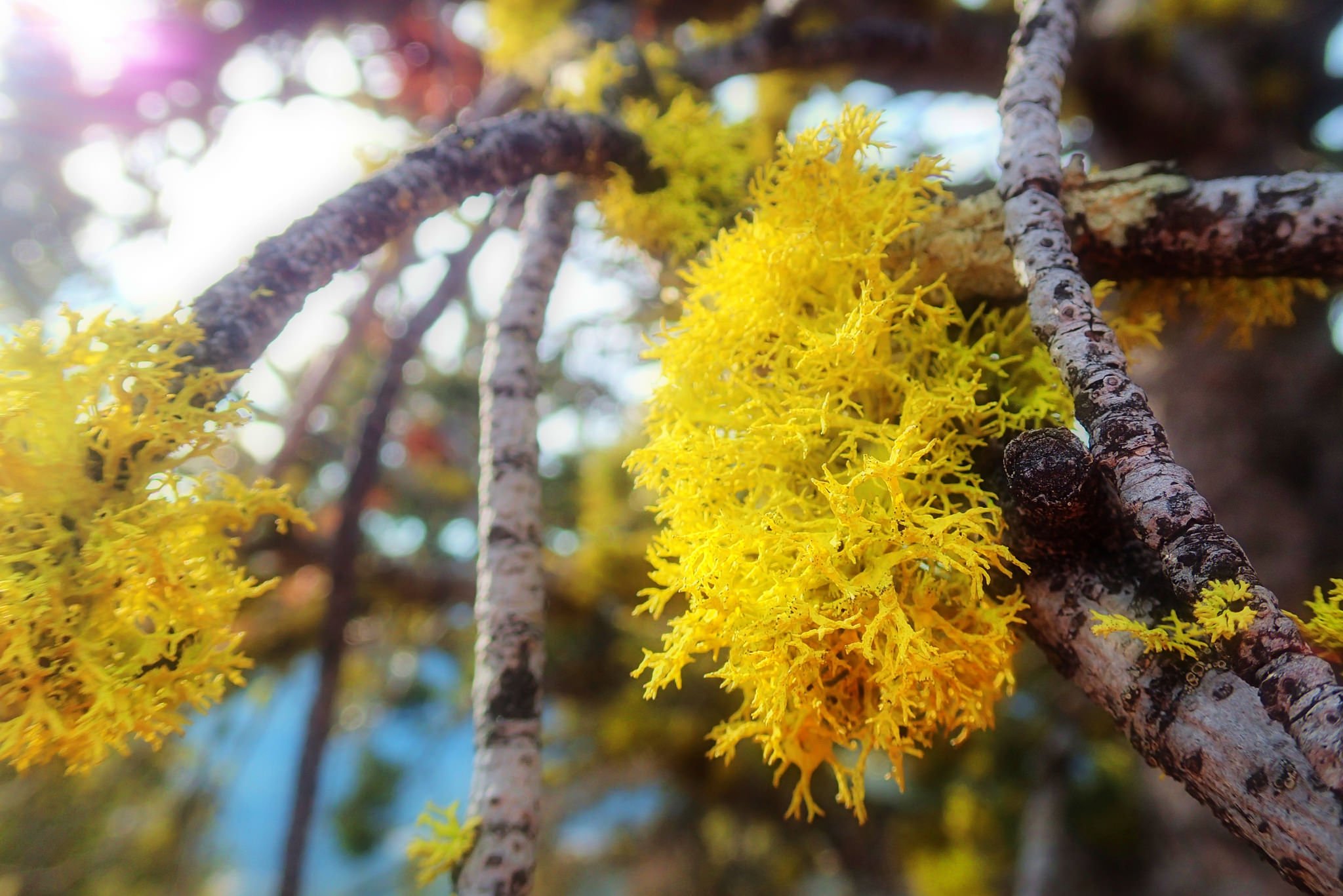 wolf lichen