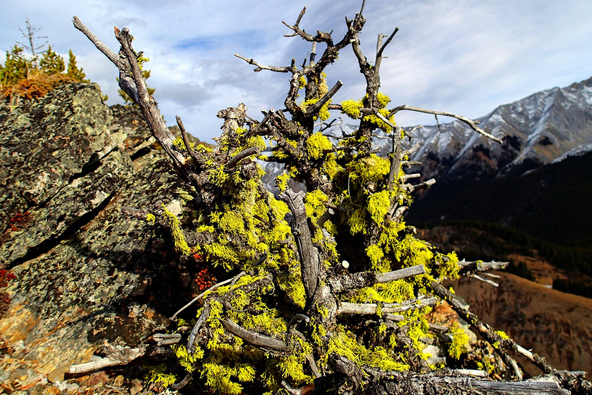 wolf lichen