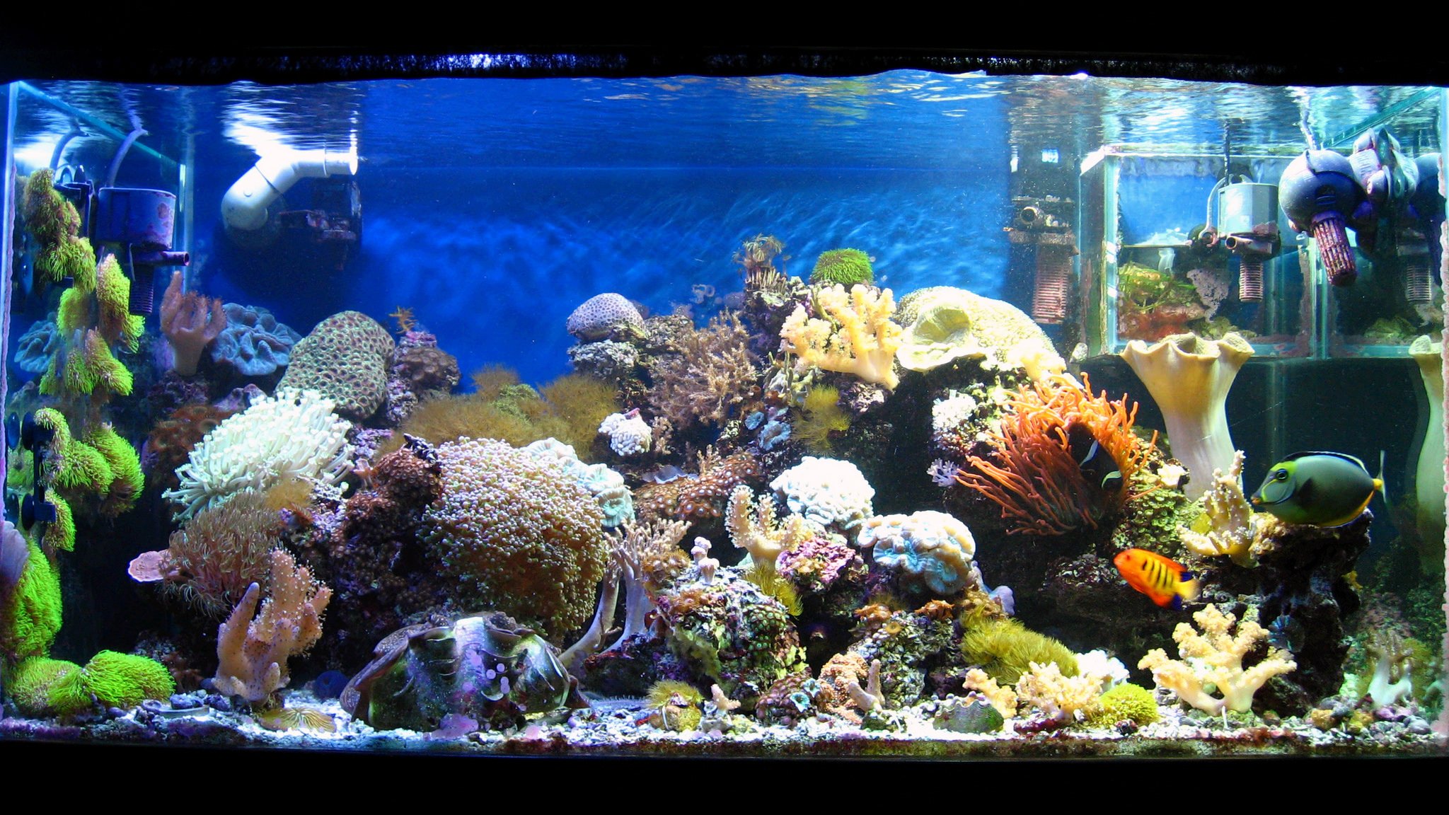 120 Gal Coral Reef Aquarium. Photoset from several years of effort as ...