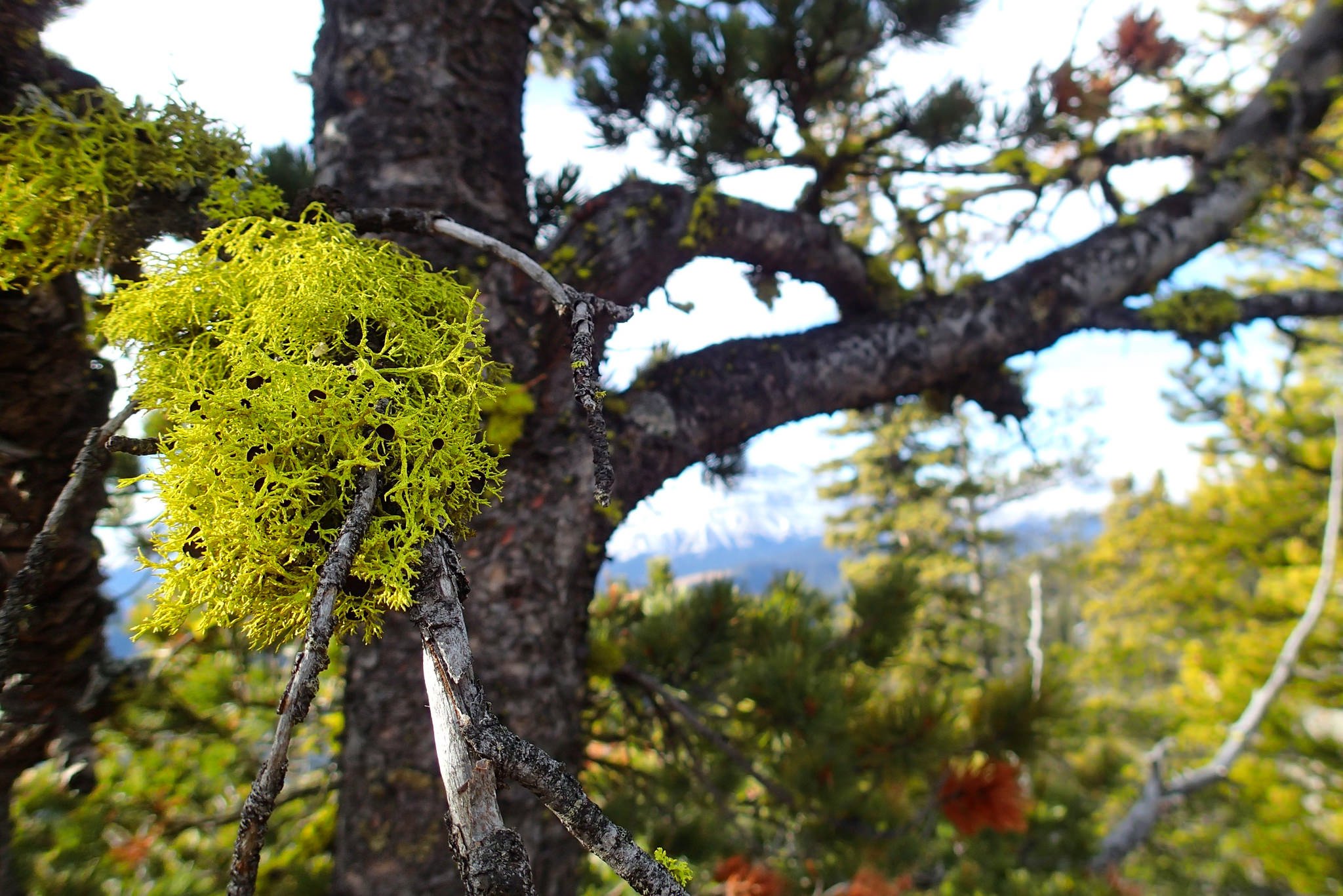 wolf lichen