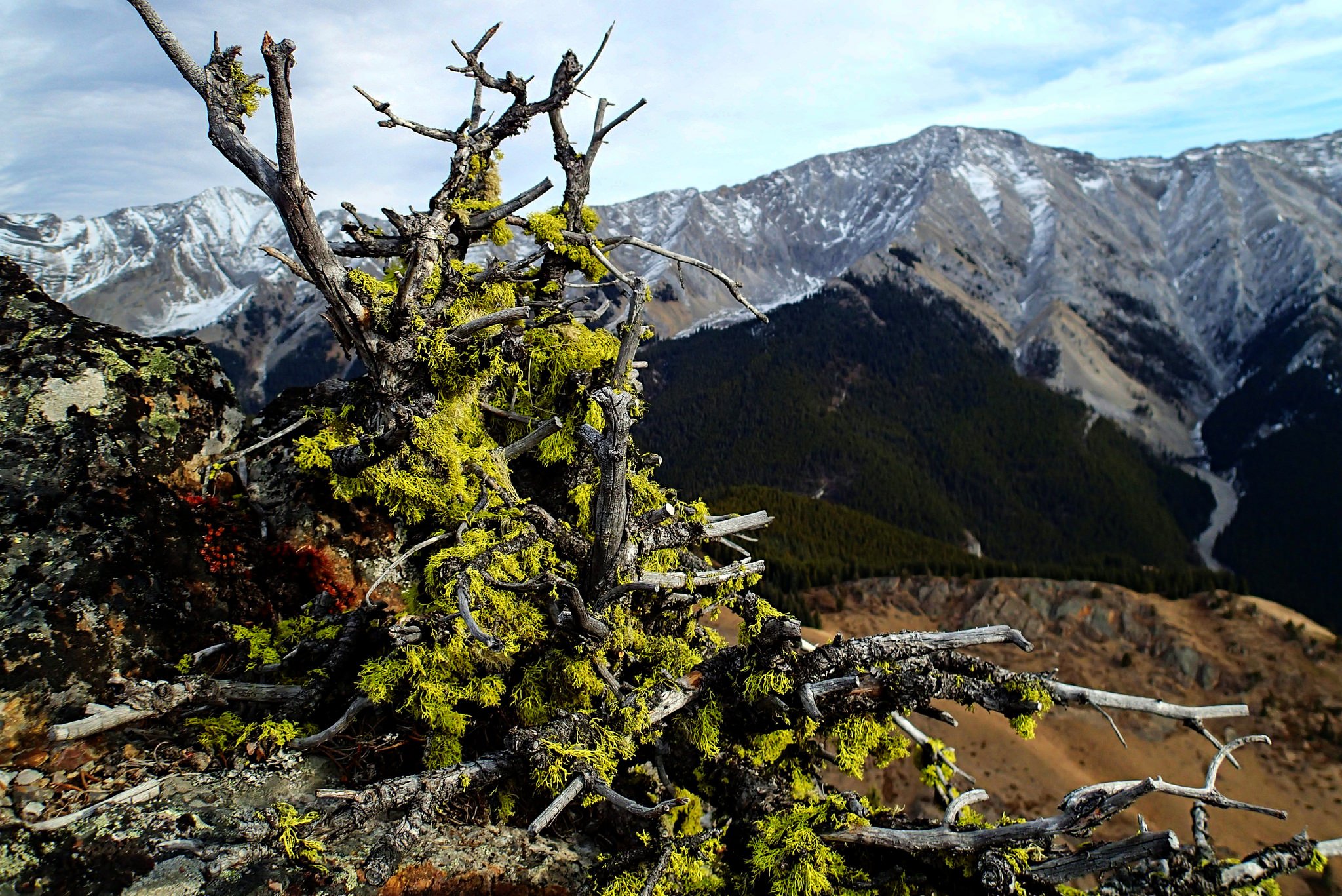 wolf lichen