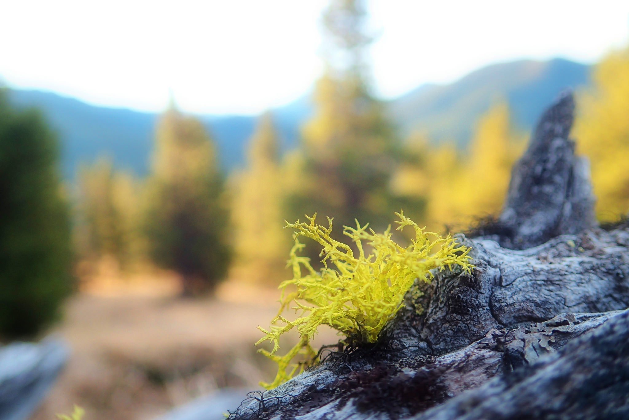 wolf lichen