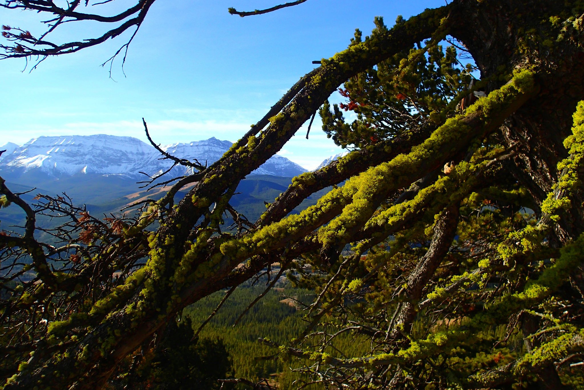 wolf lichen