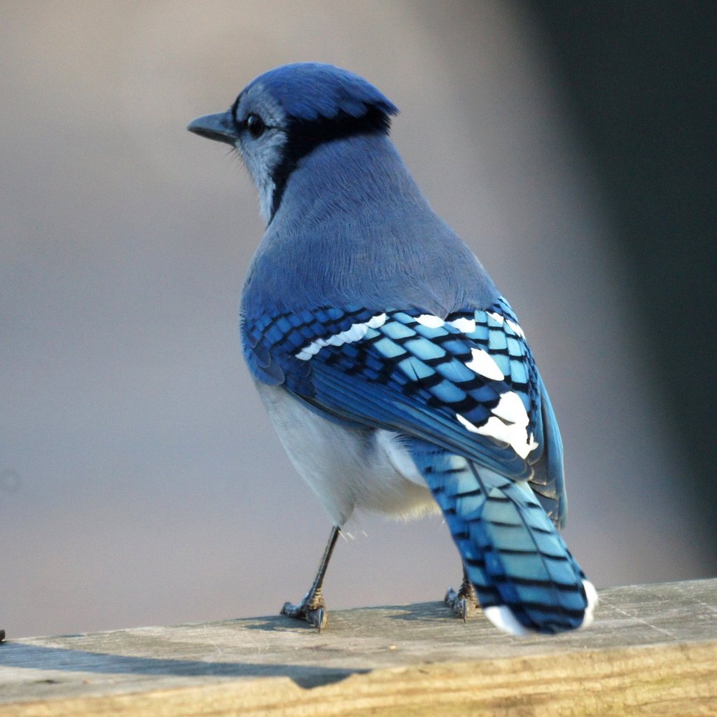 Blue Jay