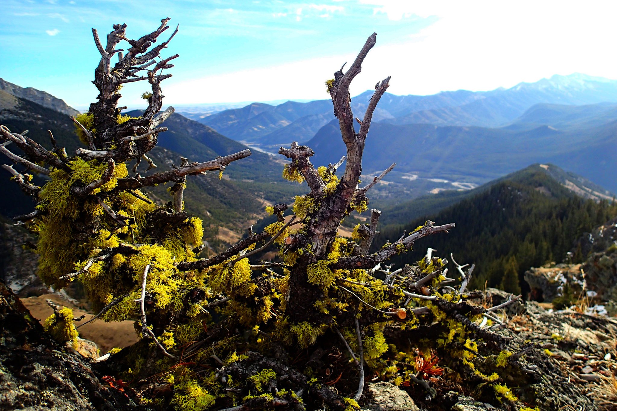 wolf lichen