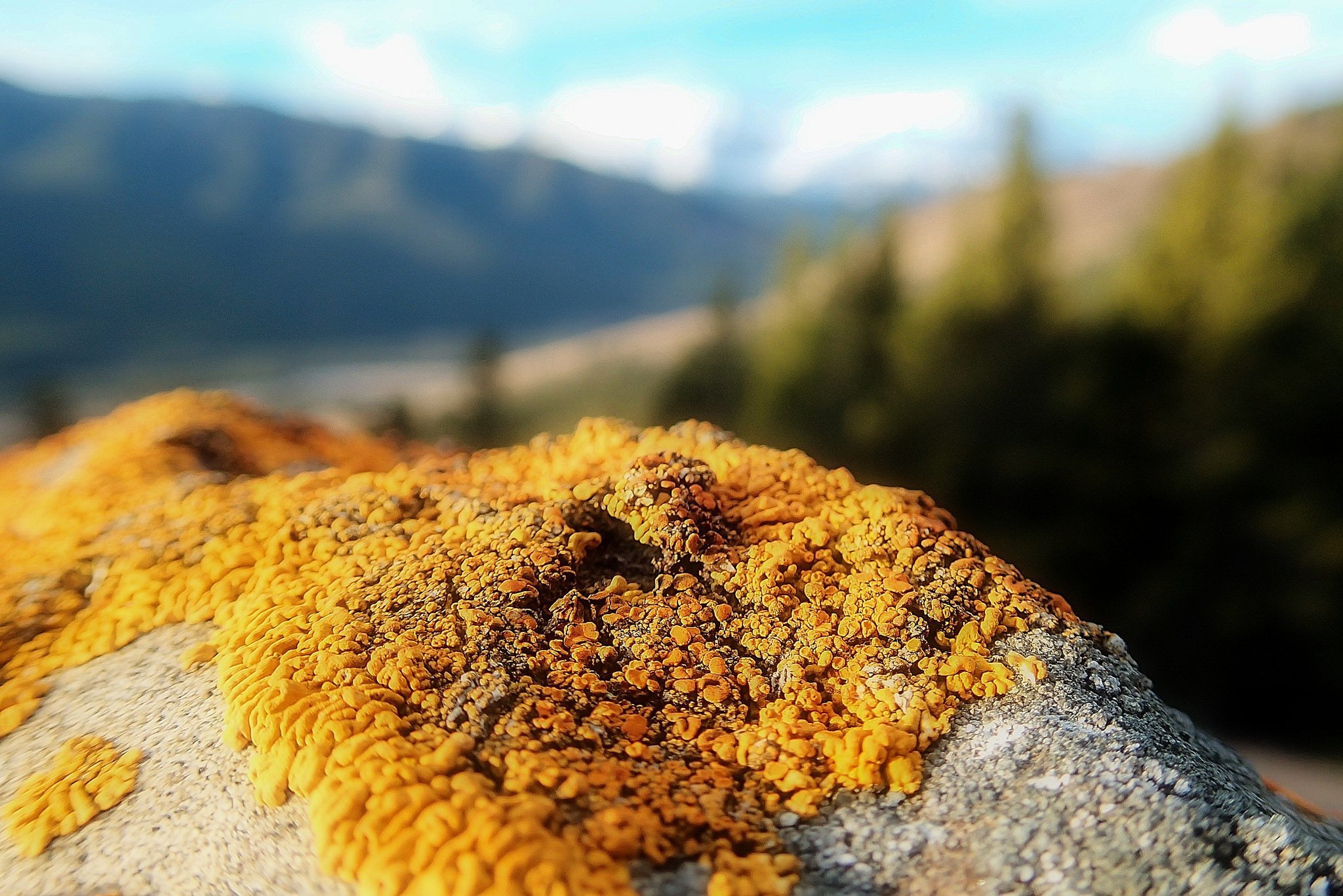 wolf lichen