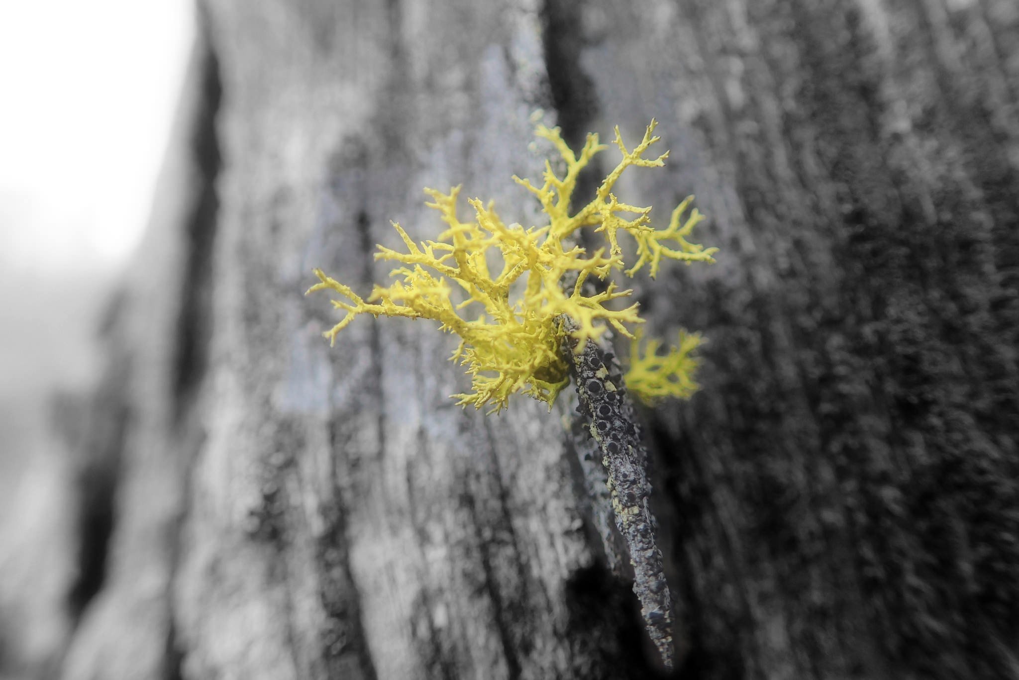 wolf lichen