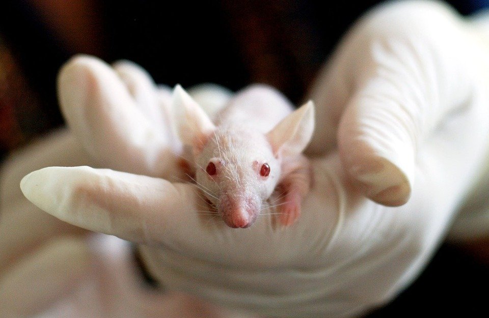 Mouse research