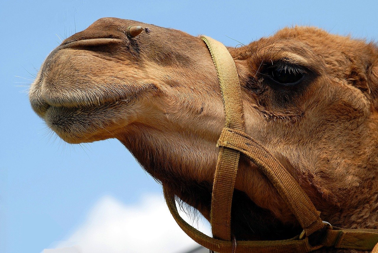 The camel's nose is in the tent...