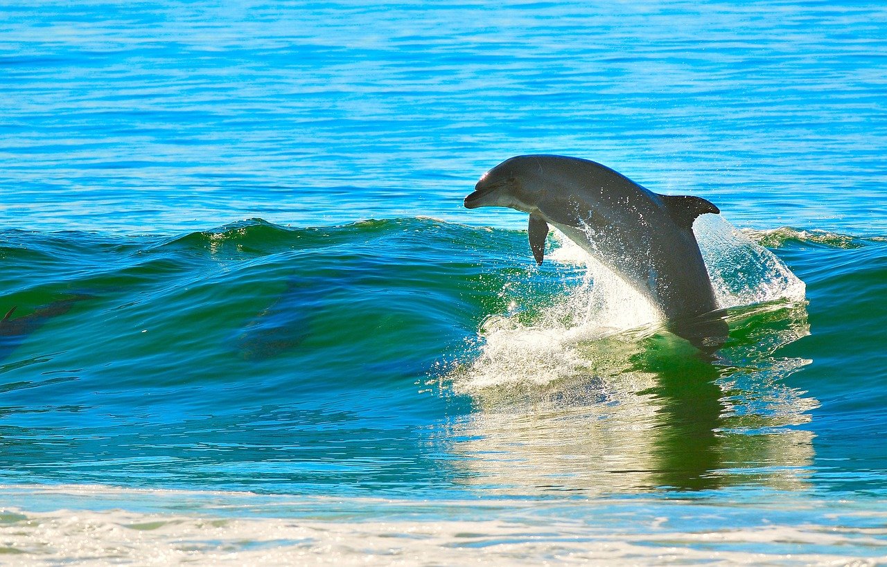 Delfino, Oceano, Onda, Oceano Blu