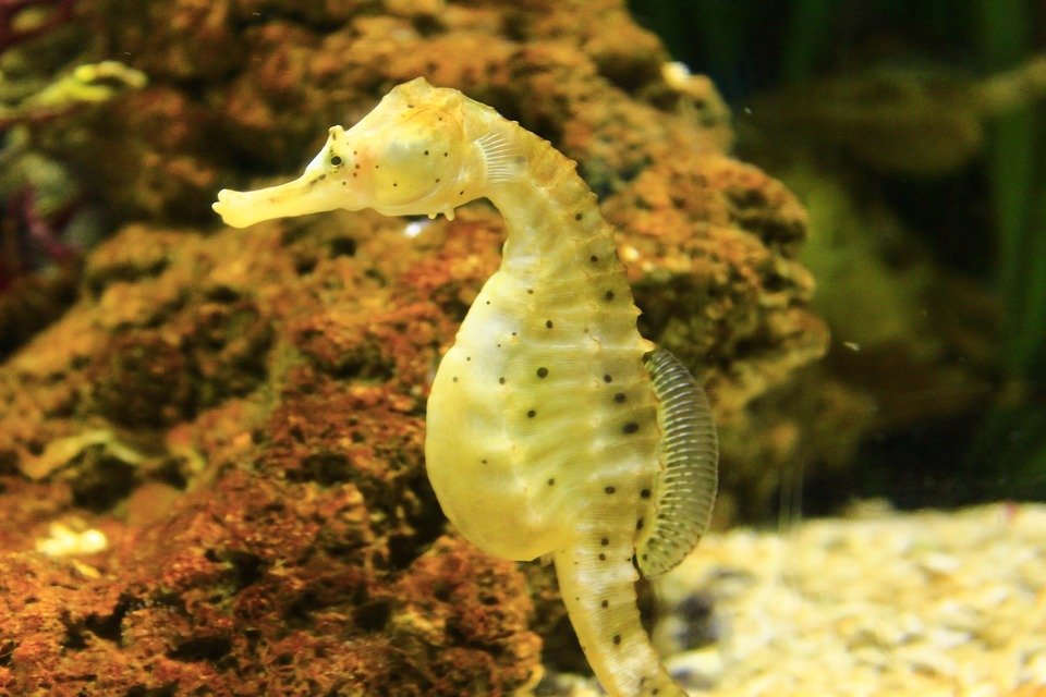 lessons-from-nature-the-seahorse-steemit