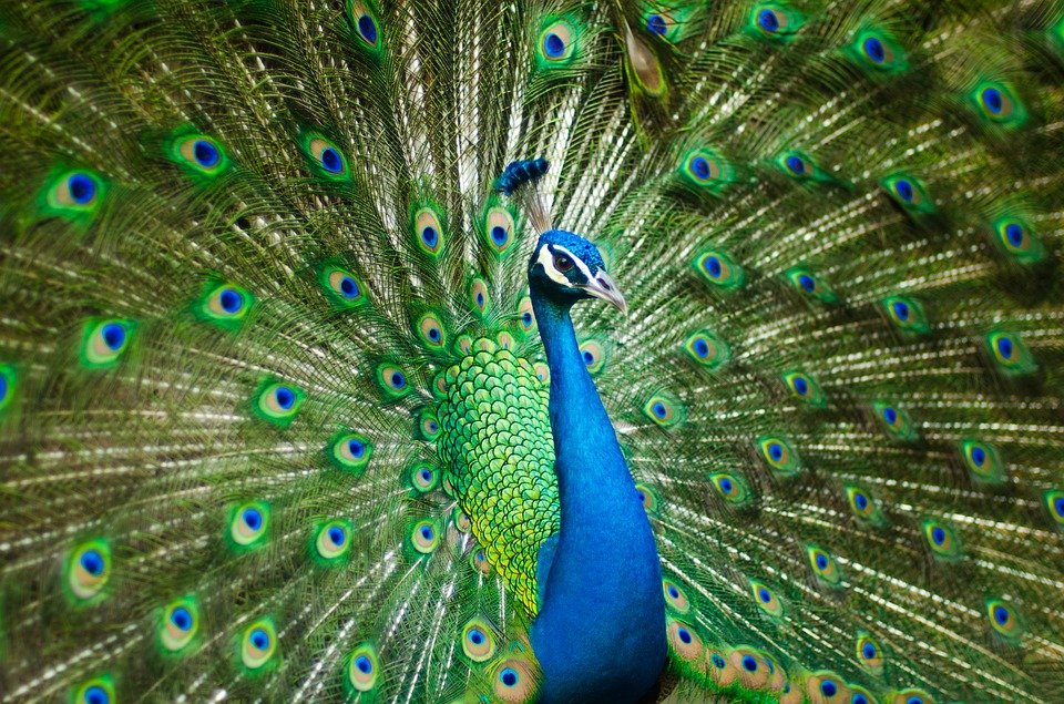 70 Koleksi Gambar Burung Merak Besar Gratis Terbaru
