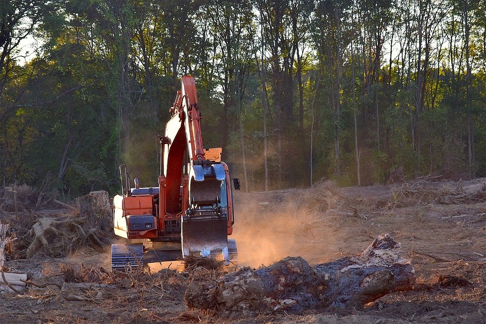 Immagini gratis di Deforestazione