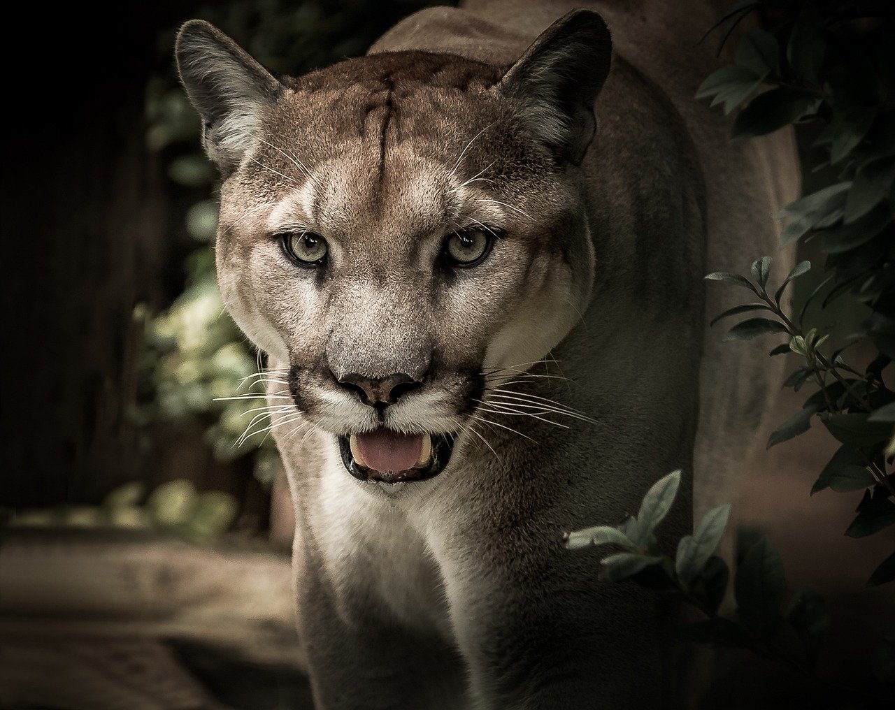 Puma, Felino, Predatore, Selvaggio