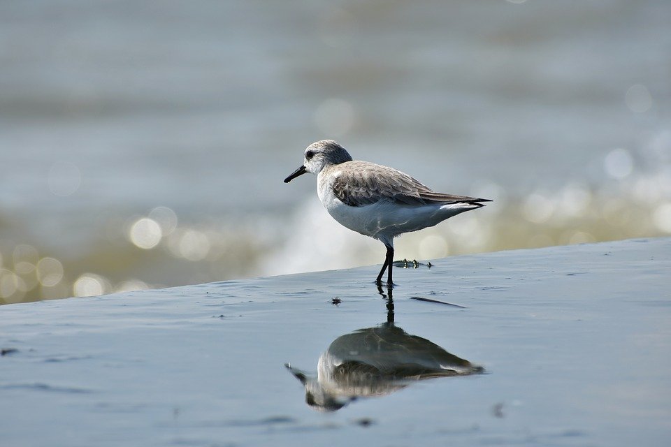 animal-3229829_960_720.jpg