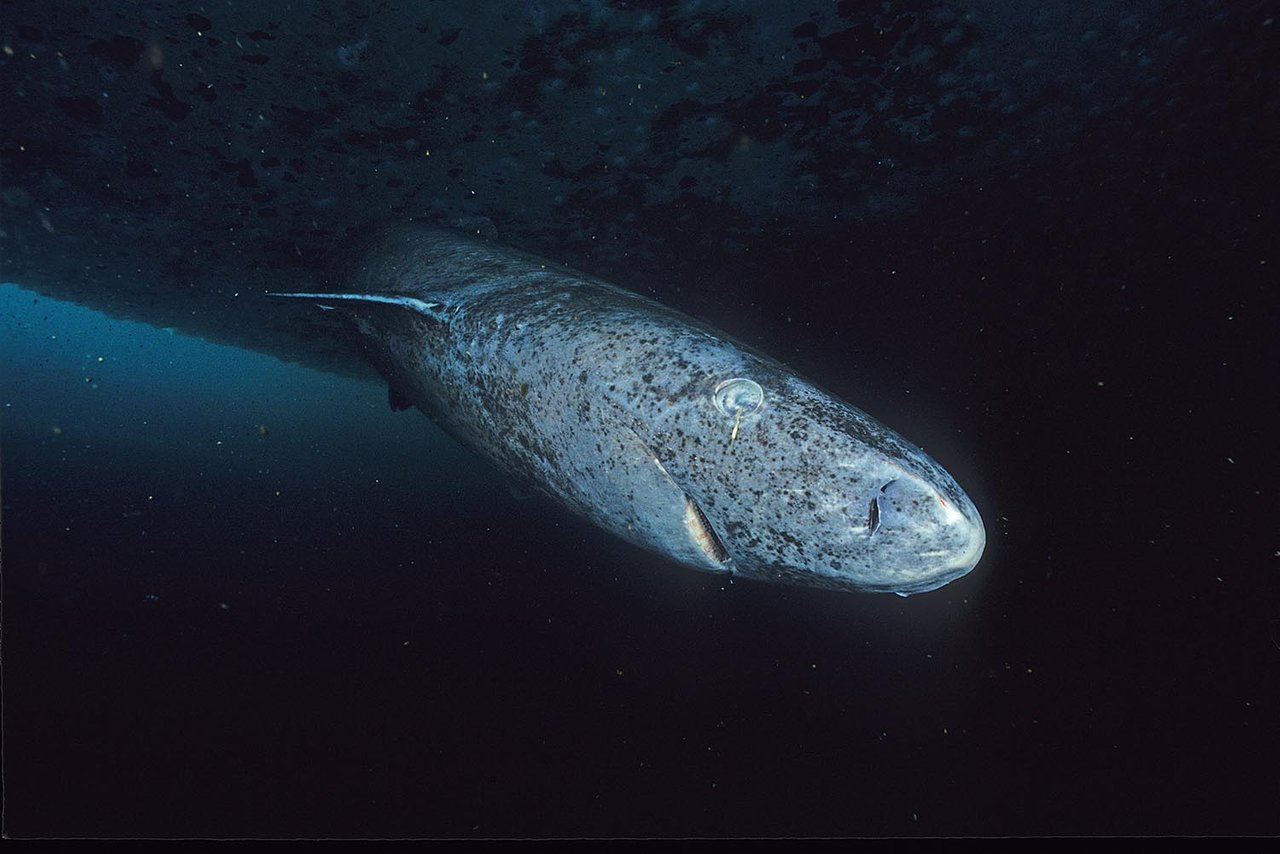 Greenland_shark_profile.jpg