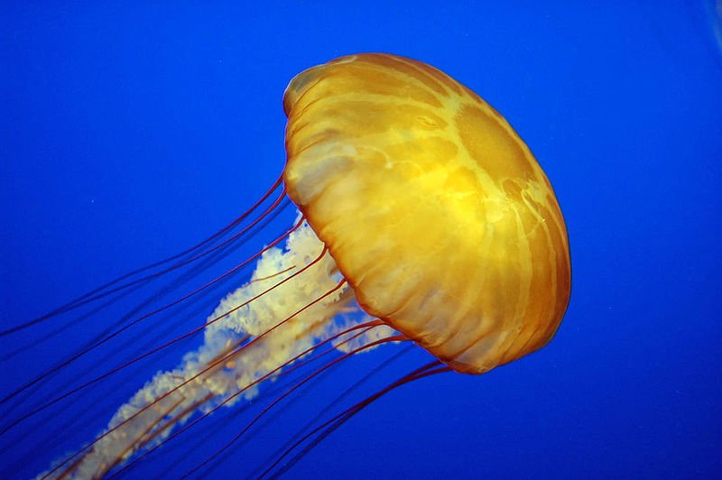 800px-Jelly_cc11.jpg