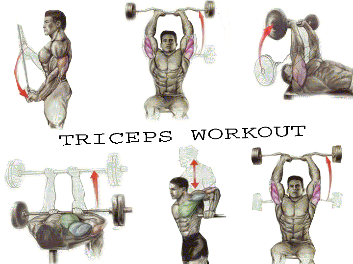 All Best triceps workout exercise.gif