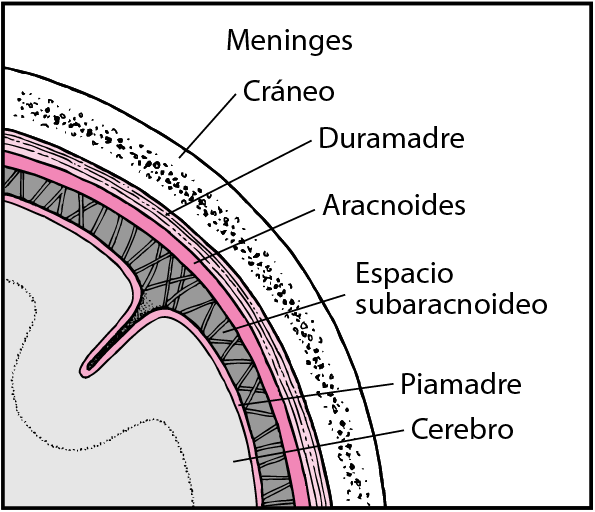 NEU_viewing_the_brain_b_es.gif